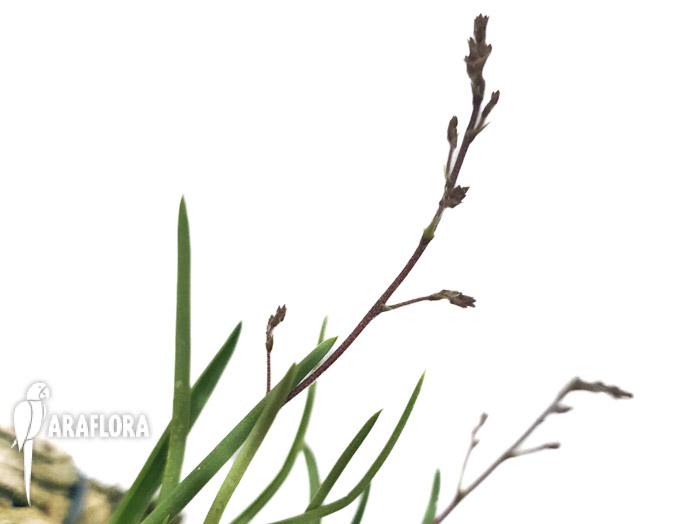 Encyclia gramatoglossa33