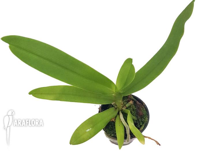 Gastrochilus japonicus