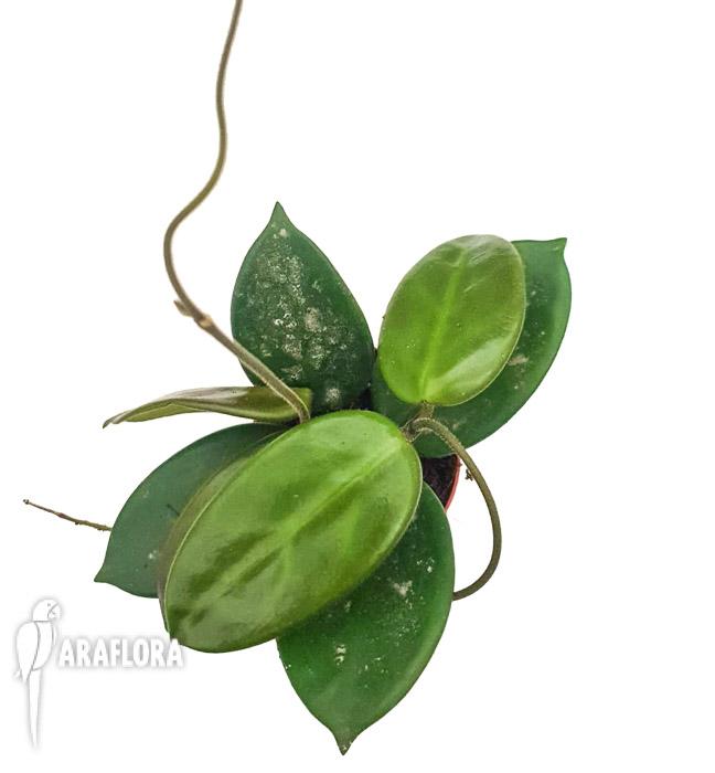 Hoya vangviengensis4