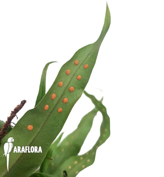 Microgramma sp ‘Costa rica’-2