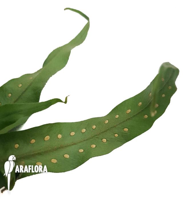 Microgramma sp ‘Costa rica’-8