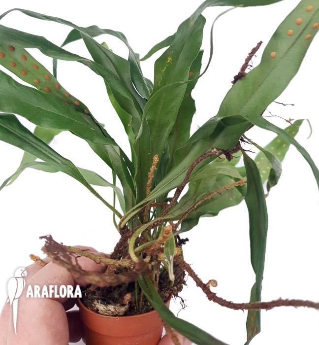 Microgramma sp ‘Costa rica’