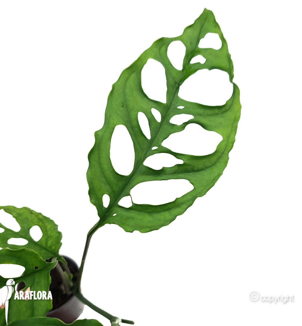 Monstera oblique ‘Peru’3