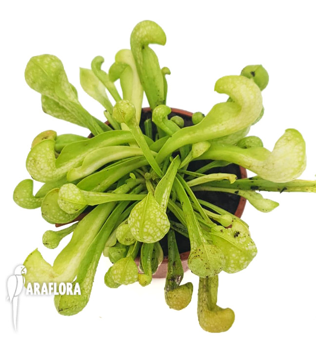 Sarracenia-psittacina-f-viridescens-2