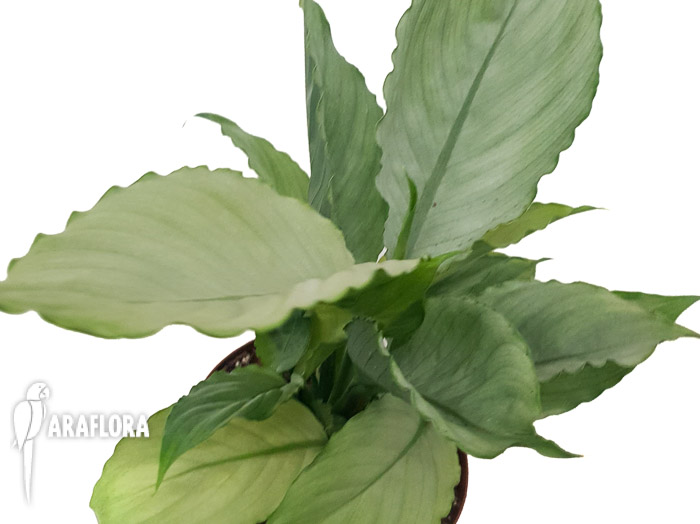 Spathiphyllum ‘Ghost’-12