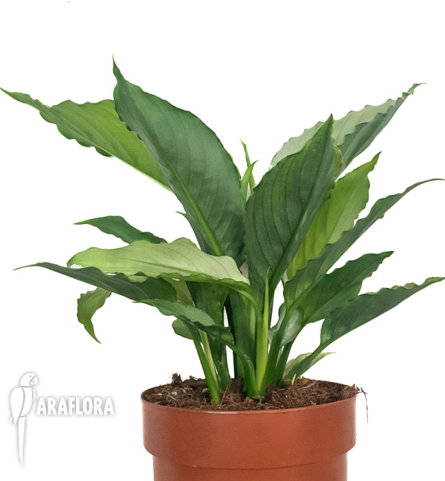 Spathiphyllum ‘Ghost’-2
