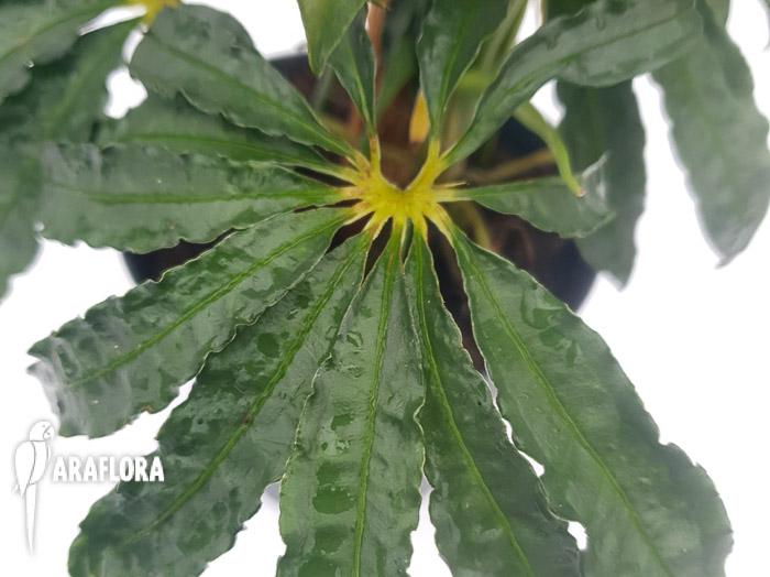 Anthurium polyschistum met stok