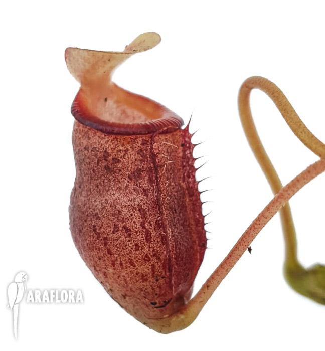 Nepenthes flava
