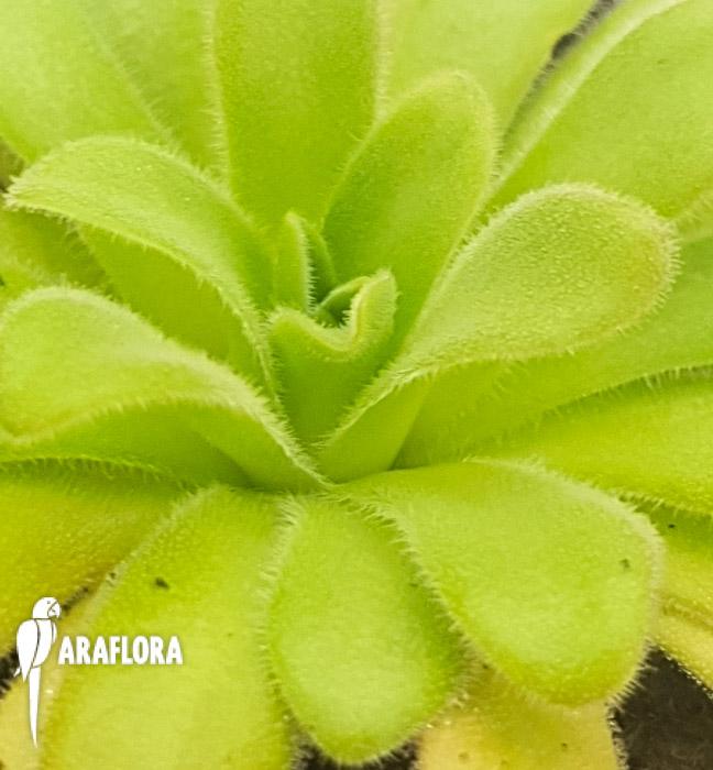 Pinguicula gypsicola x agnata 4