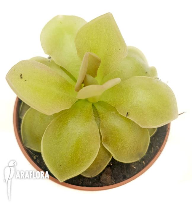 Pinguicula x sethos 2