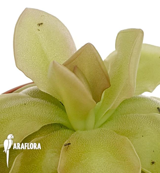 Pinguicula x sethos 4