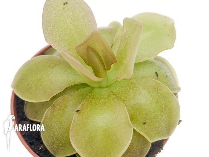 Pinguicula x sethos