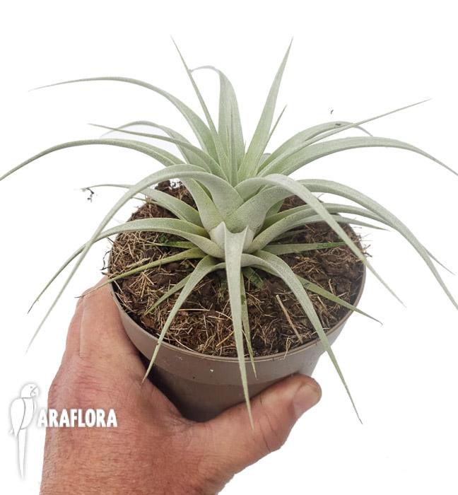 Tillandsia xerographica starter-3
