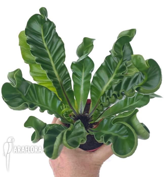 Asplenium nidus ‘Cobra’2