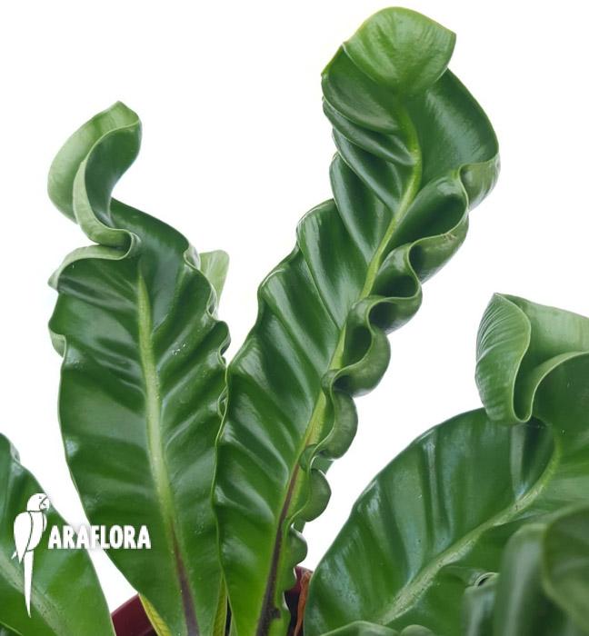 Asplenium nidus ‘Cobra’5