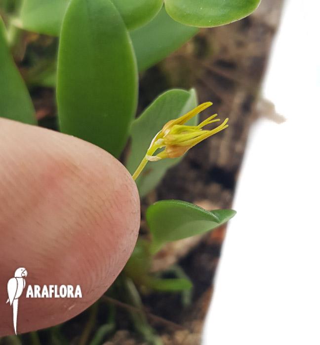 Bulbophyllum taiwanense L4