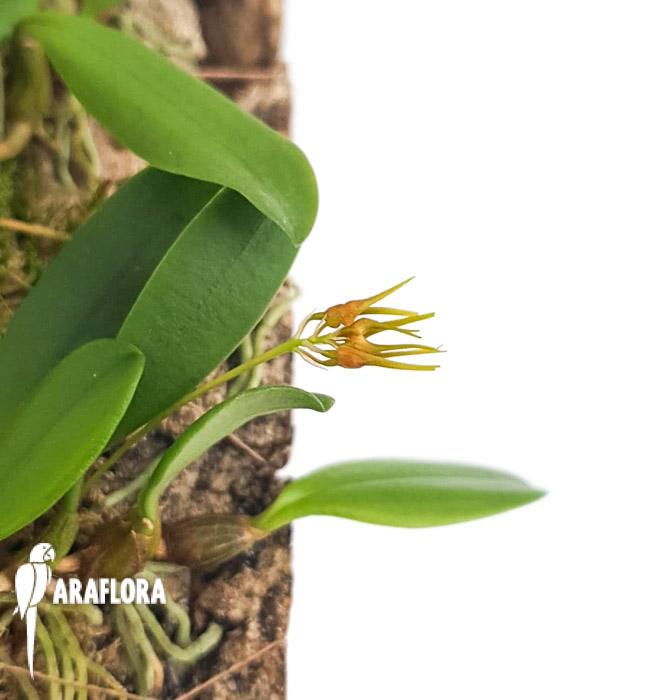 Bulbophyllum taiwanense L5
