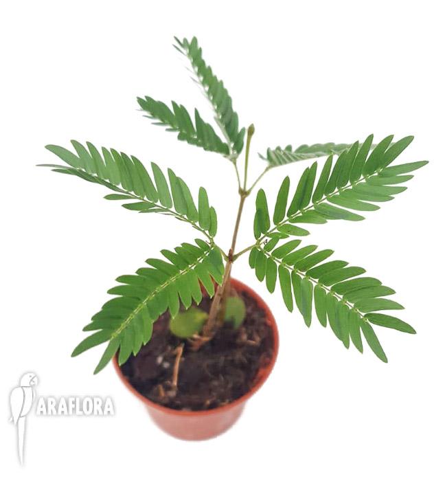 Cojoba arborea ‘Tamarin’4