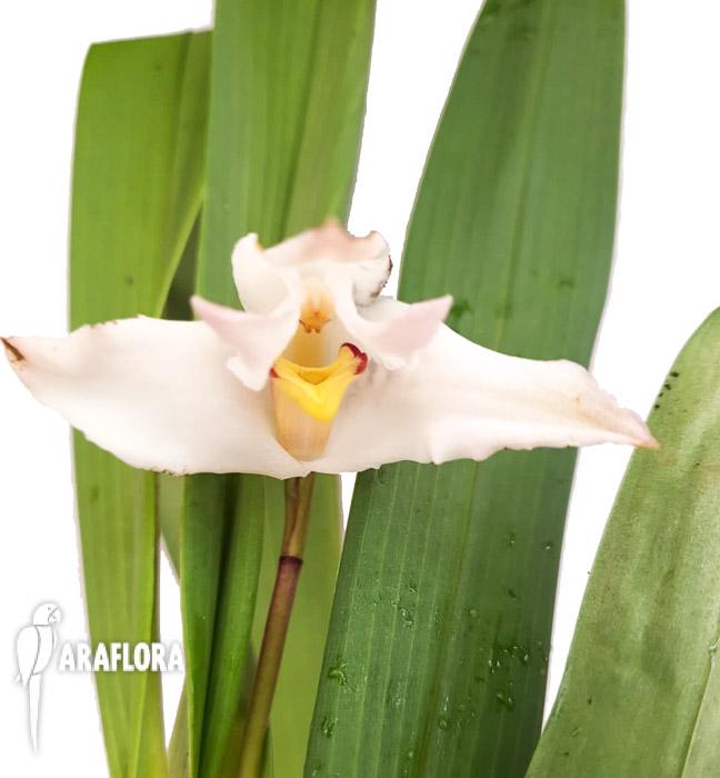 Maxillaria eburnea3