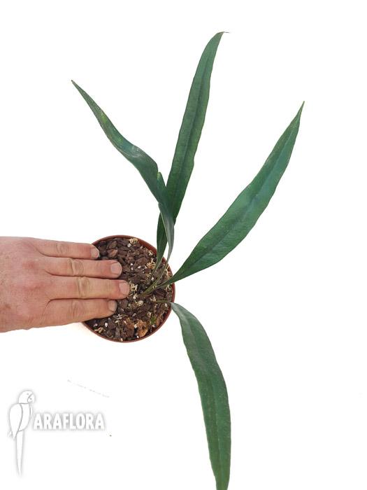 Microsorum thailandicum ‘Giant’2