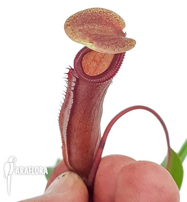 Nepenthes singalana x ventricosa M3