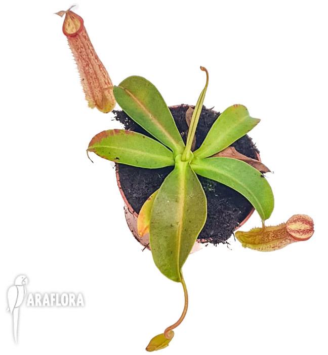 Nepenthes x Miranda M2