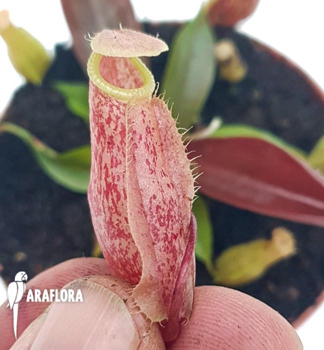 Nepenthes x suki M3