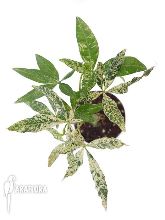 Pachira glabra ‘Milky Way’3