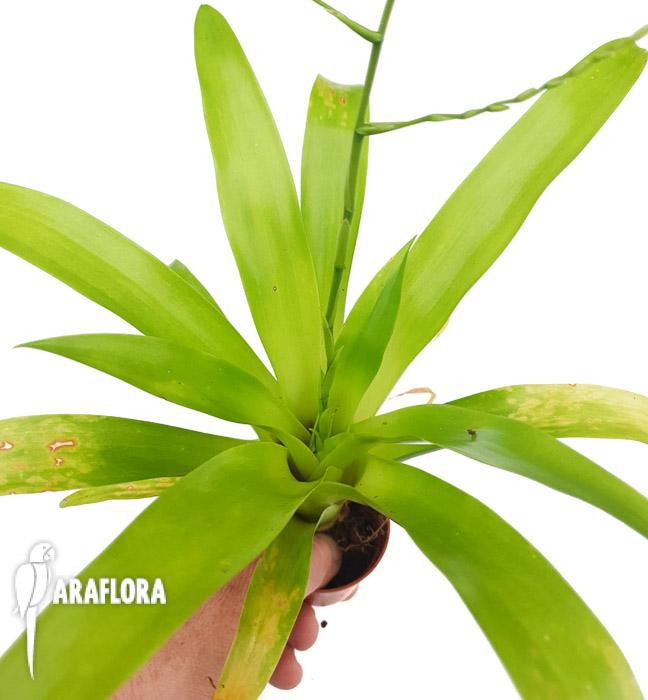 Racinaea tenuispica s 3