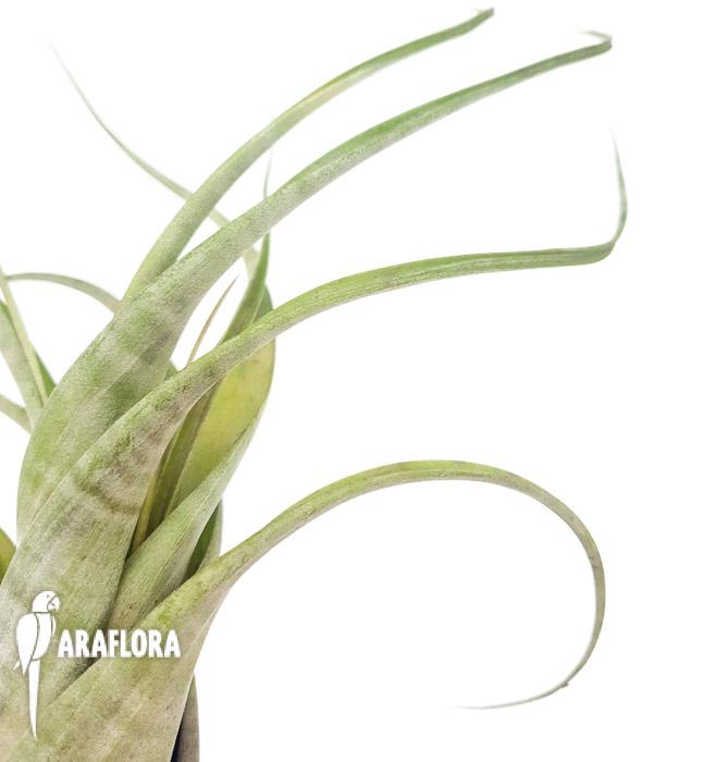 Tillandsia flexuosa ex. Suriname ‘L’4