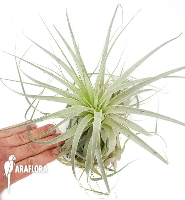 Tillandsia gardenerii ‘XL’2