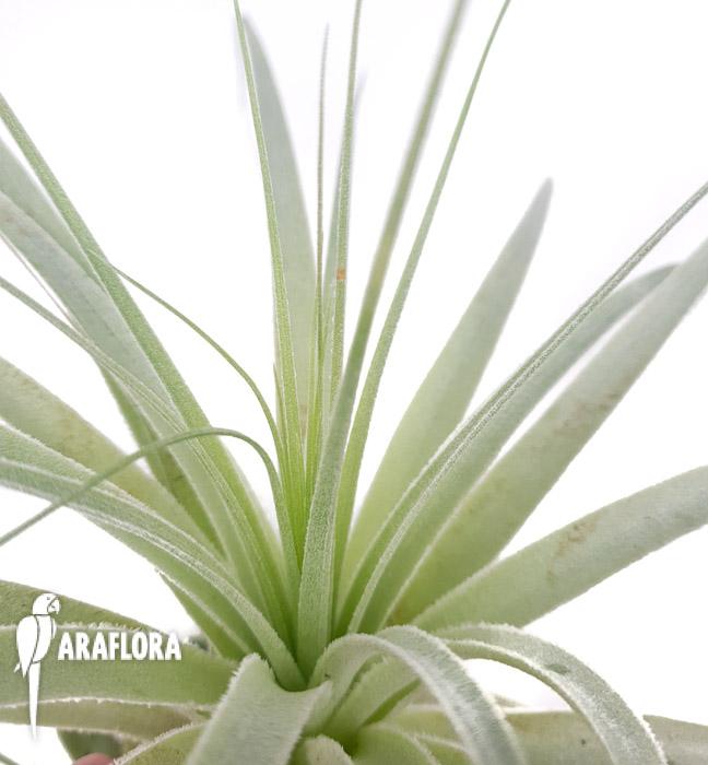 Tillandsia gardenerii ‘XL’4