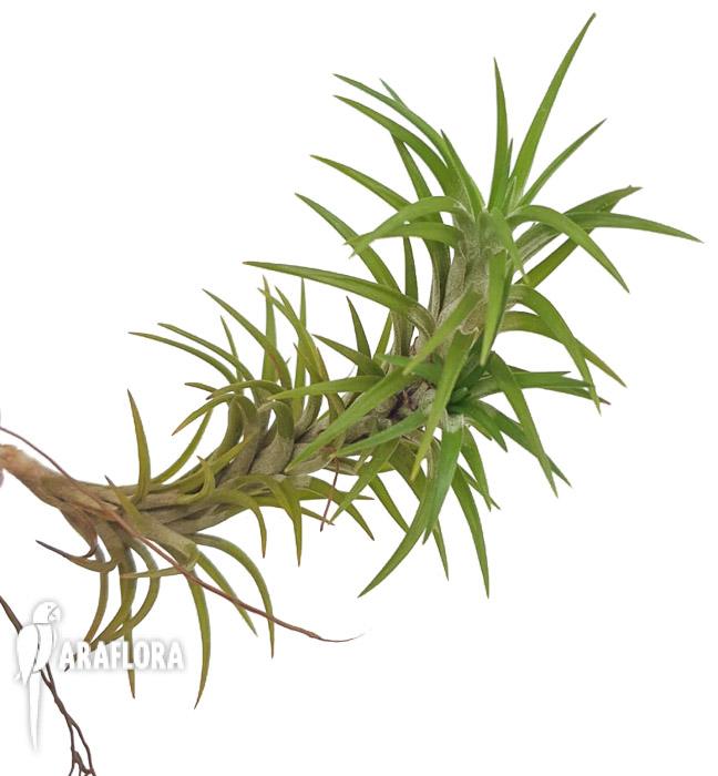 Tillandsia tenuifolia var araujei3