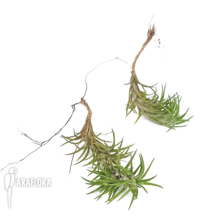 Tillandsia tenuifolia var araujei4