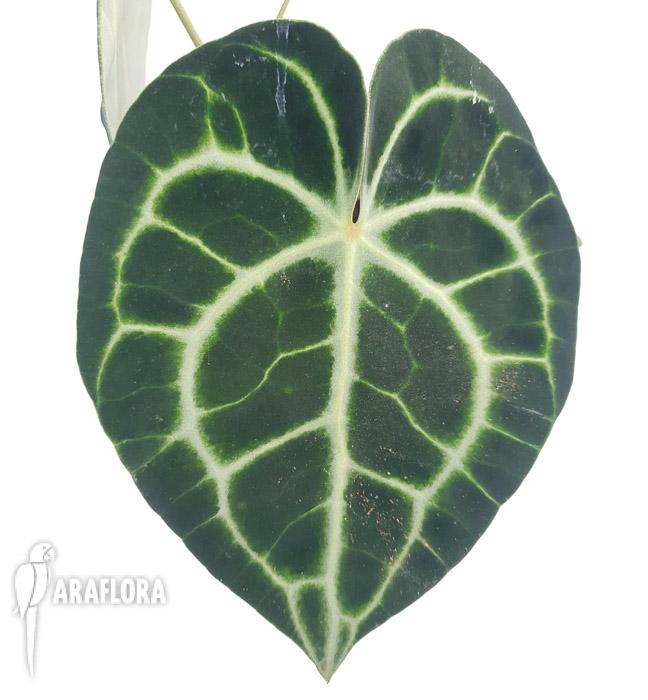 Anthurium clarinervium ‘M’