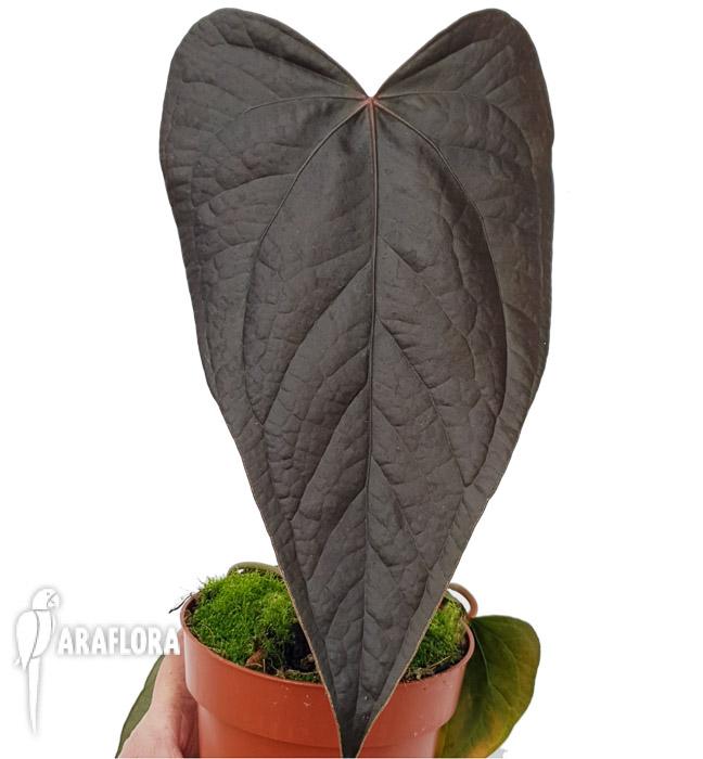 Anthurium ‘new’2