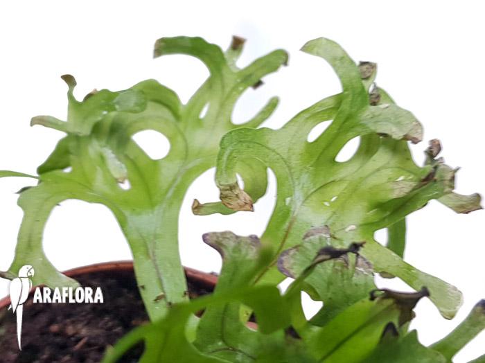 Asplenium multi import1