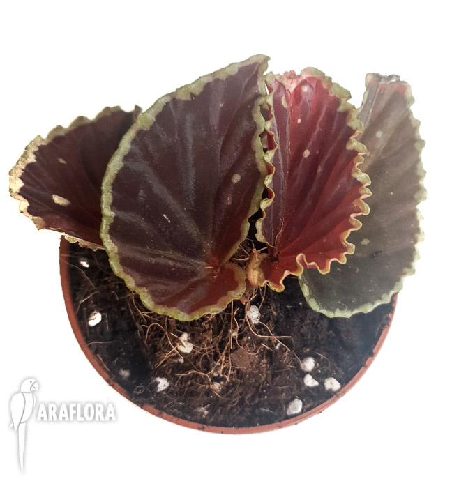 Begonia darthvaderiana XL3