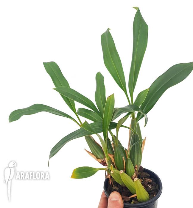 Coelogyne graminifolia2