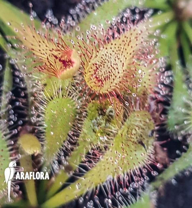 Drosera Triangle star3