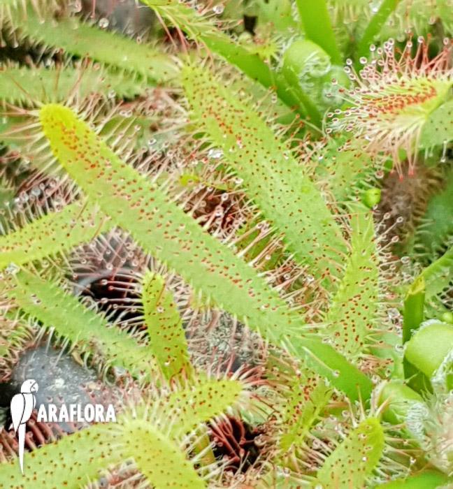 Drosera latifolia3