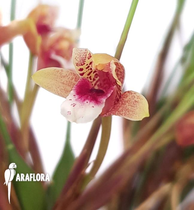Maxillaria atrosanguinea