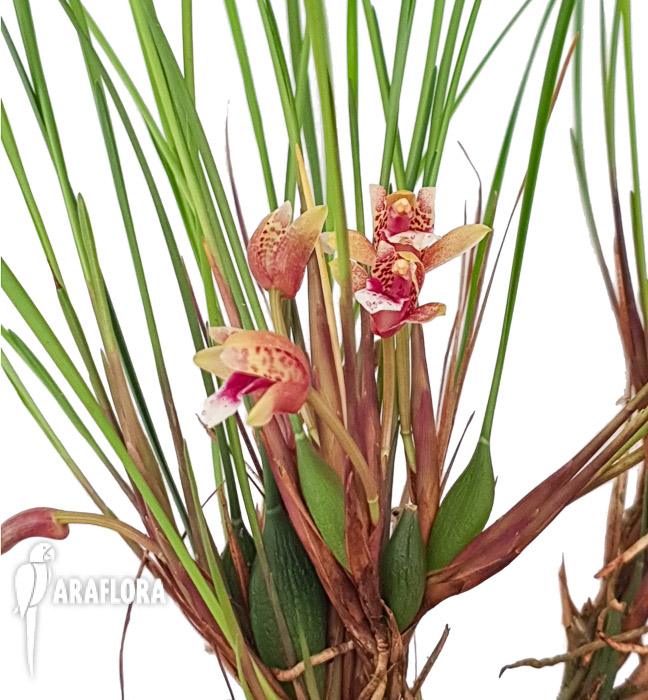 Maxillaria atrosanguinea