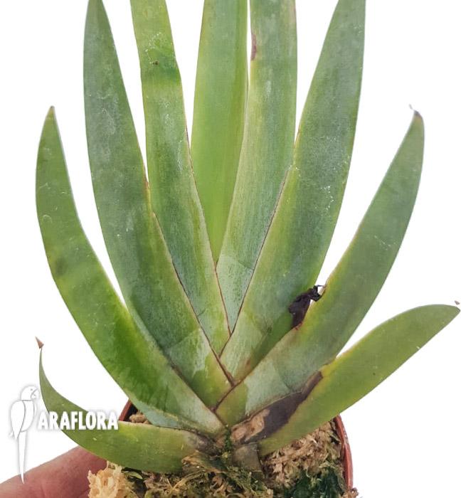 Maxillaria valenzuelana