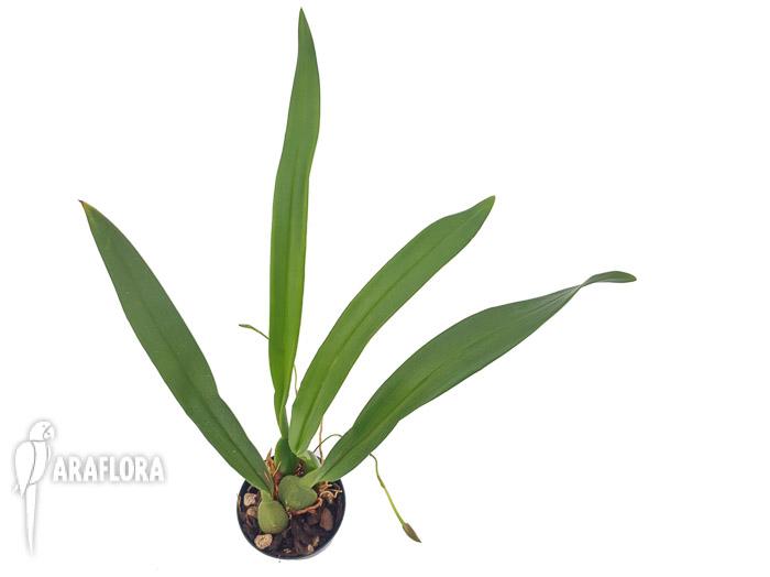 Mormolyca ringens