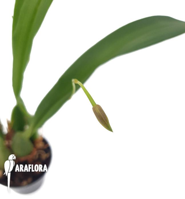 Mormolyca ringens3