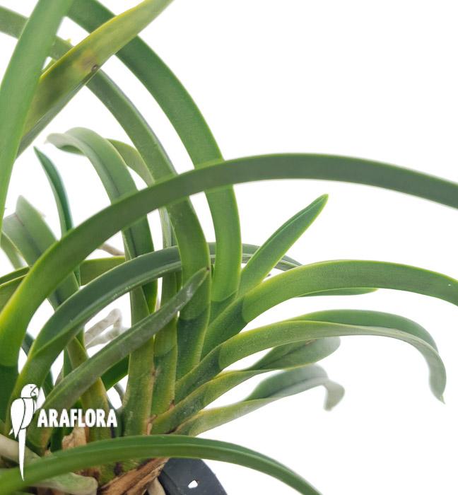 Neofenetia falcata3