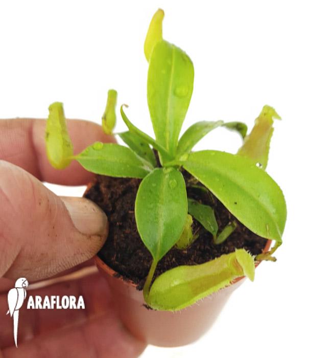 Nepenthes ventricosa ‘Starter’2