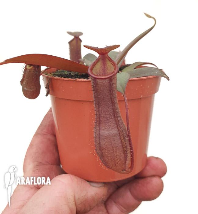 Nepenthes x ‘Rebecca Soper’ ‘M’2