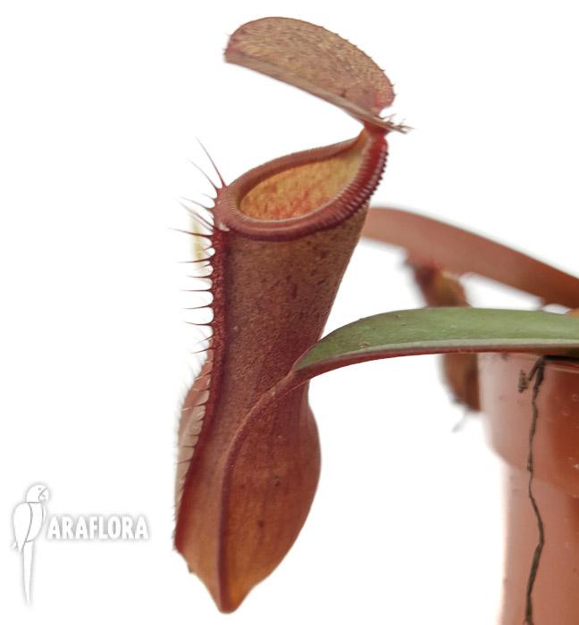 Nepenthes x ‘Rebecca Soper’ ‘M’